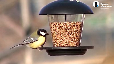 Накормите птиц зимой!