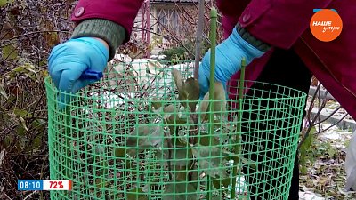 Уберечь от грызунов! — в рубрике «Руки садовода»