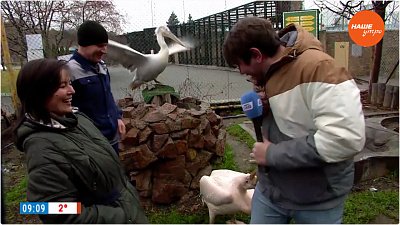 Зимовка пеликанов в «Прямом включении»