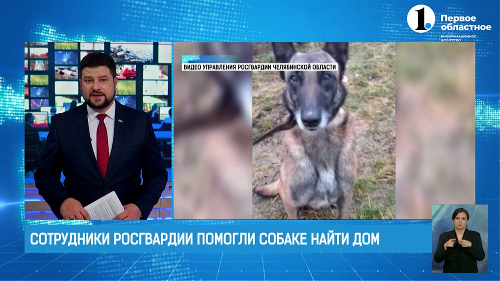 Сотрудники Росгвардии помогли собаке найти свой дом