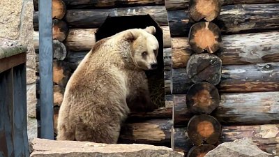 В Челябинском зоопарке медведи ушли в зимнюю спячку