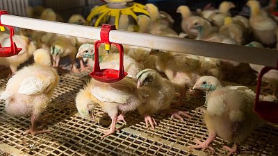 Суд усмотрел намеренные нарушения при продаже «Здоровой фермы» за 4 млрд рублей