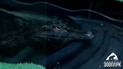 В Челябинском зоопарке крокодиловые кайманы попали на видео