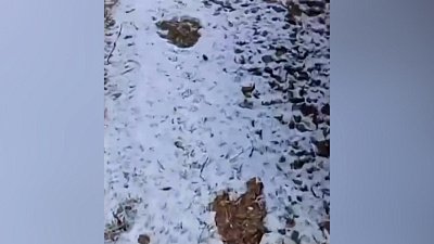 В Каслинском районе заметили следы большого медведя