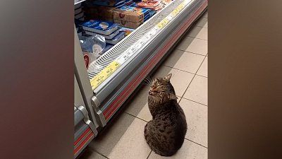 В Кусе кот перед рыбным прилавком попал на видео