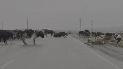 Коровы на льду в Челябинской области попали на видео