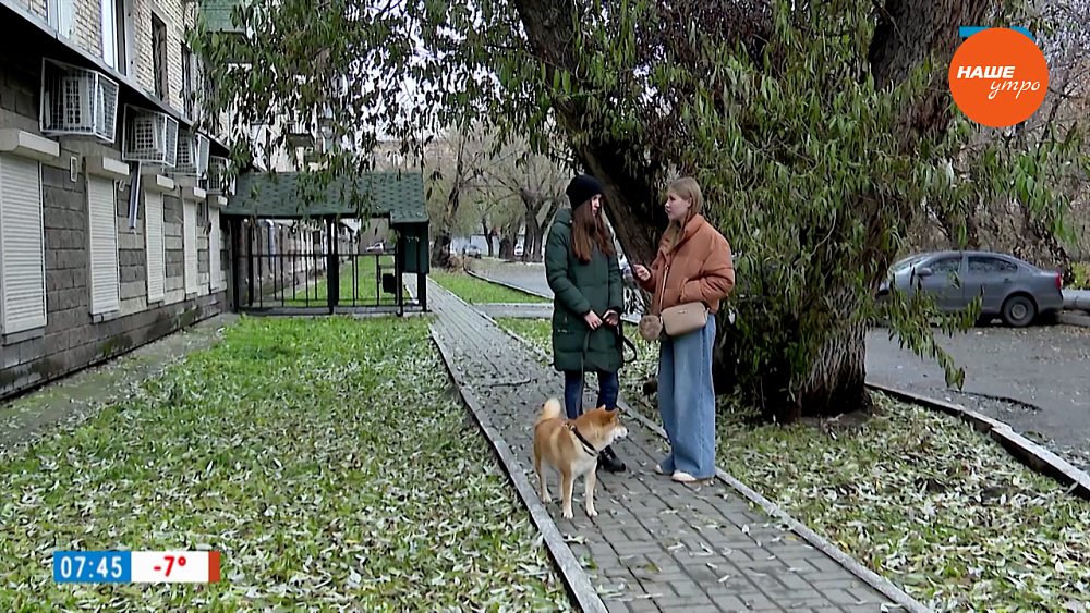 Кинолог рассказывает о дрессировке в сюжете «Воспитание собак»