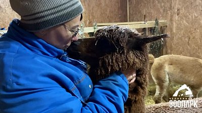 Ненастная погода испортила прическу альпака Марусе из челябинского зоопарка
