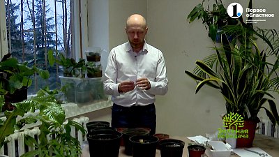 Как вырастить дерево из маленького семечка?