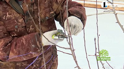 Готовимся к весенней прививке