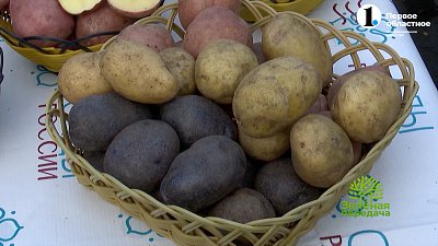 Картофель – второй хлеб