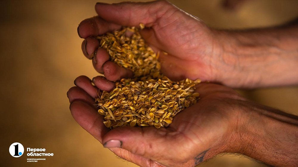 Аграриям Челябинской области возместят затраты на закупку семян