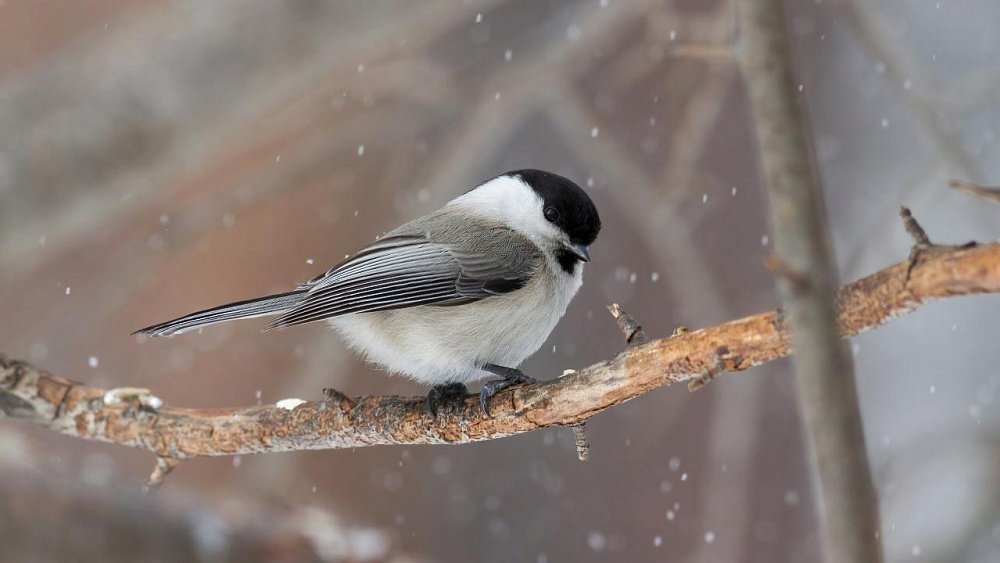 В Челябинской области пресекли вывоз за рубеж 20 декоративных синиц