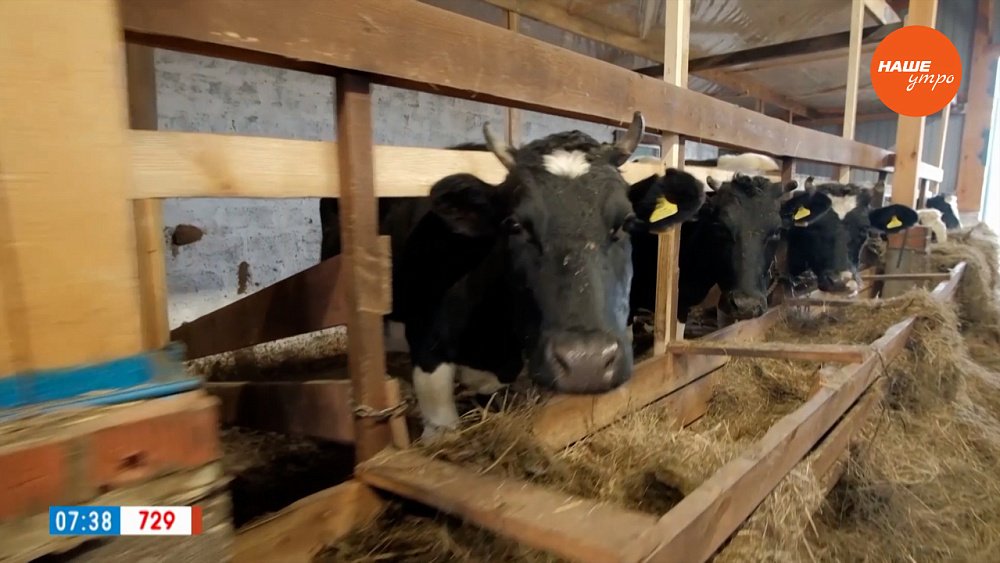 Ферма счастливых коров в рубрике «Из города – в деревню»