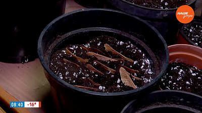 Подзимние посевы декоративных культур. Выращиваем дерево из семечка в рубрике «Руки садовода»