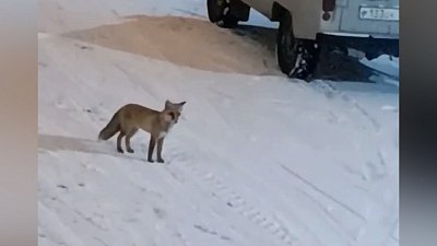 В Чурилово на прогулку вышла лисица