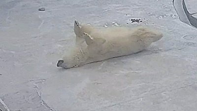 В Челябинском зоопарке белые медведи купались в снегу