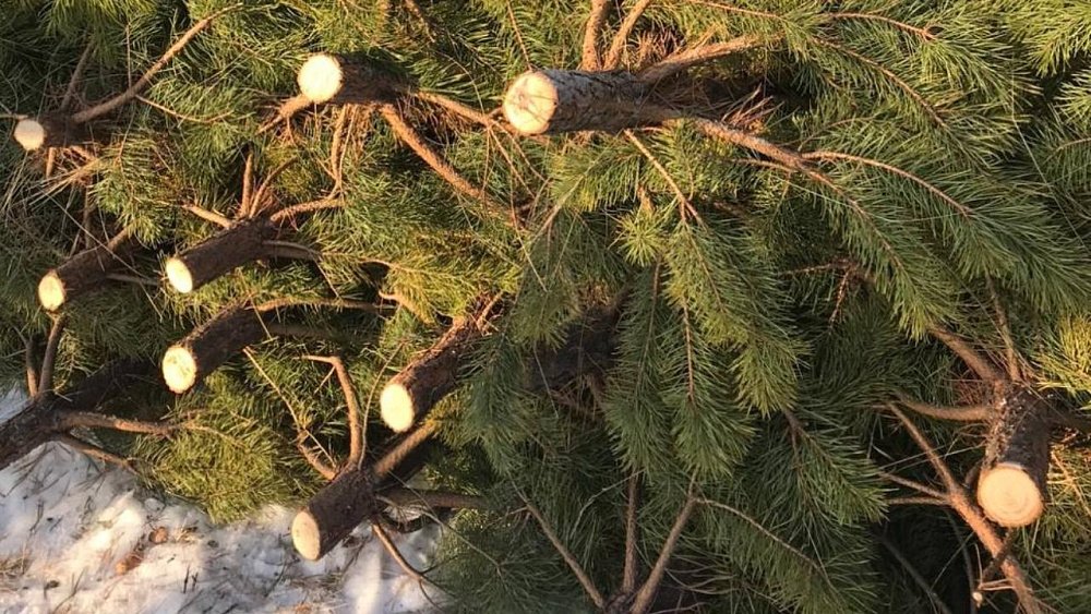 Южноуральские лесники перешли на усиленный режим работы в преддверии новогодних праздников