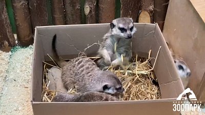 Мангусты и сурикаты в Челябинском зоопарке получили лакомства
