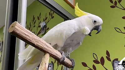 В Челябинском зоопарке попугай Жора познакомился с курицей