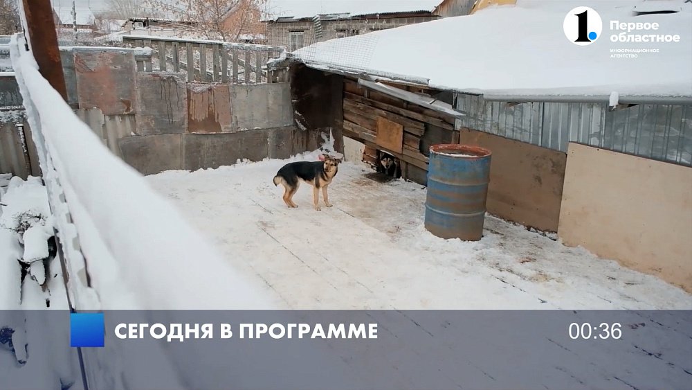 Непогода, метро и собаки. Расскажем, что заинтересовало южноуральцев на этой неделе
