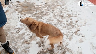 Жительница Першино завела в доме 16 собак