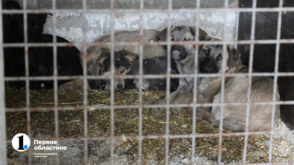 Щенков стали чаще привозить в приюты для бездомных животных в Челябинской области