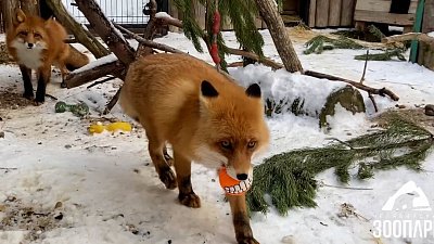 В Челябинском зоопарке лисы играют с мячом