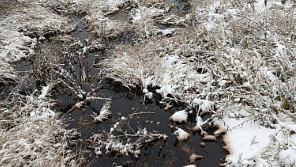 Уральский Росприроднадзор исследует место разлива фенольной смолы на дороге Челябинск — Троицк