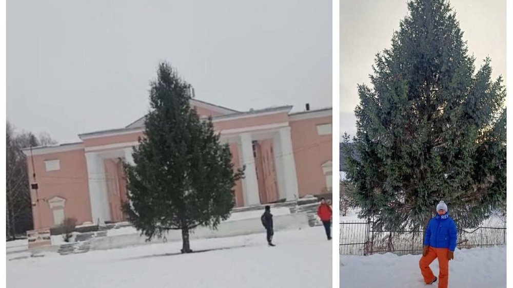 На месте срубленной в Миньяре новогодней ели, у которой нашлись хозяева, высадят новое дерево