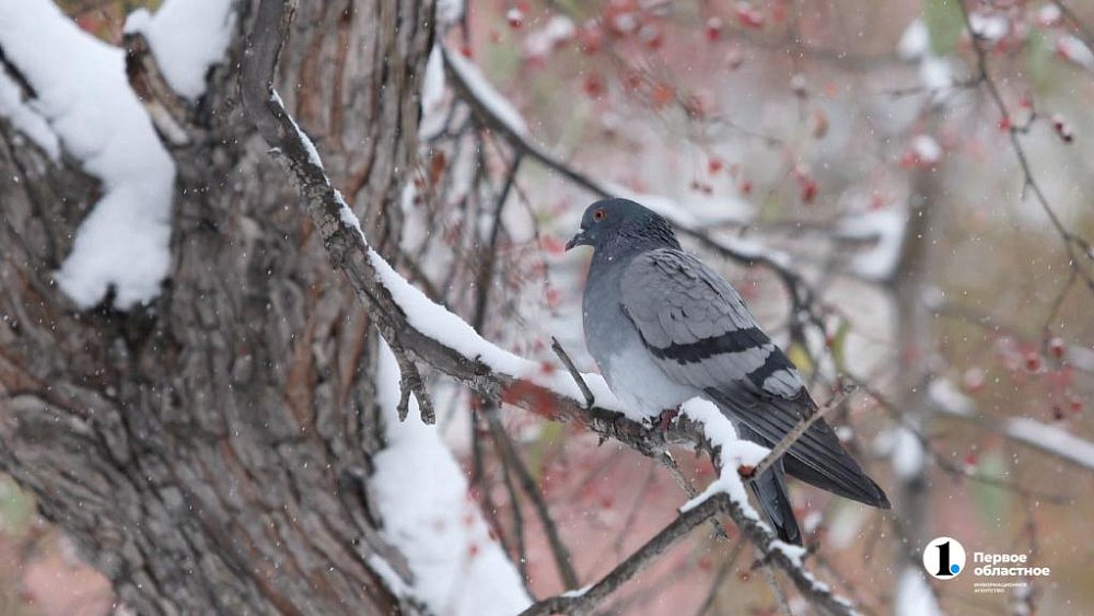 В Челябинской области пройдет слабый снег