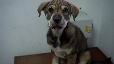 В Троицке пожарные приютили в части щенка
