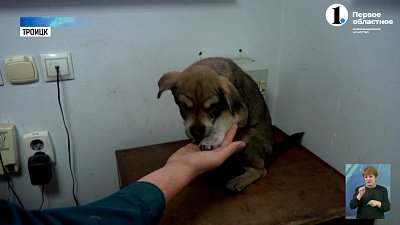 Спасатели взяли на службу бездомную дворняжку