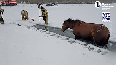 В Озерске под лед провалился табун лошадей