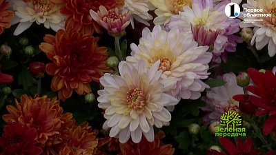 Как подготовить к зимовке хризантему мультифлору