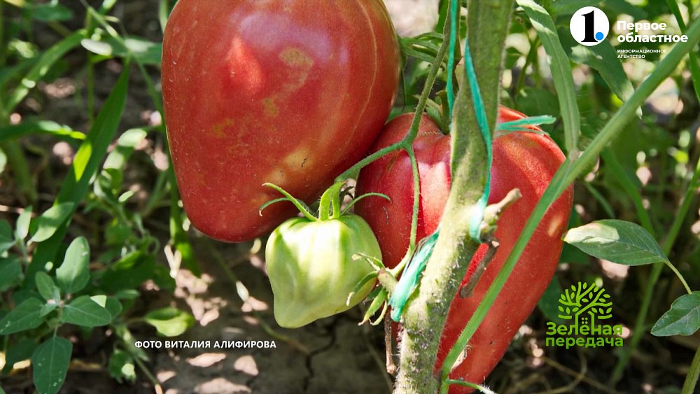 В программе «Зеленая передача» рассказали о сортах томатов коллекционера Виталия Алифирова