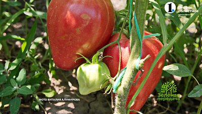 В программе «Зеленая передача» рассказали о сортах томатов коллекционера Виталия Алифирова