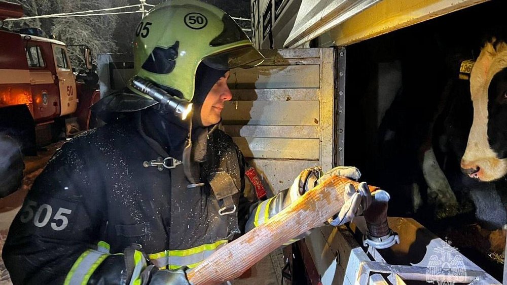 Под Ашой пожарные пришли на помощь коровам-путешественницам