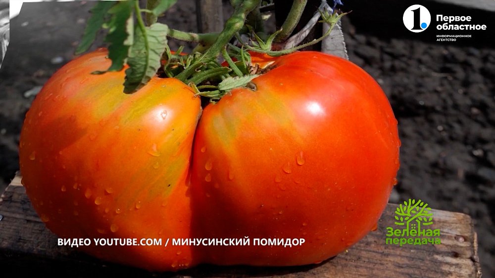 В «Зеленой передаче» рассказали о неприхотливых и урожайных сортах томатов