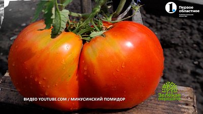 В «Зеленой передаче» рассказали о неприхотливых и урожайных сортах томатов
