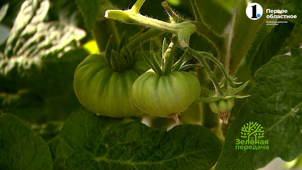 В программе «Зеленая передача» рассказали, как правильно выращивать томаты-«гномы»