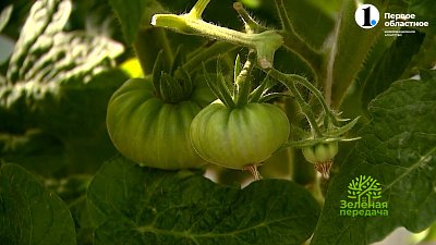 В программе «Зеленая передача» рассказали, как правильно выращивать томаты-«гномы»