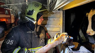 В Челябинской области спасатели помогли двум сотням коров на заснеженной трассе