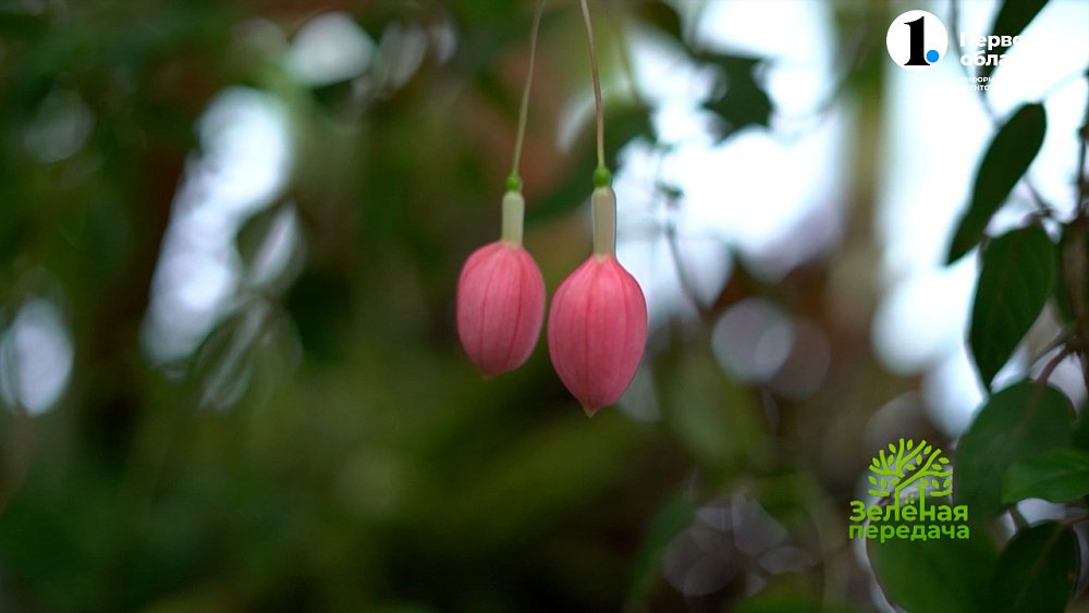 Как не навредить комнатному растению зимой?