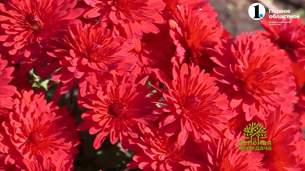 Как правильно выращивать хризантемы мультифлоры
