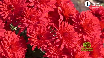 Как правильно выращивать хризантемы мультифлоры