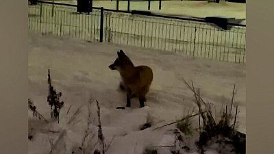 В Челябинске заметили лису с мышью в зубах