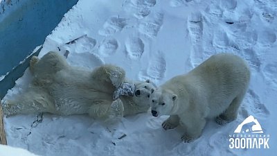В Челябинском зоопарке принимают в дар старые валенки