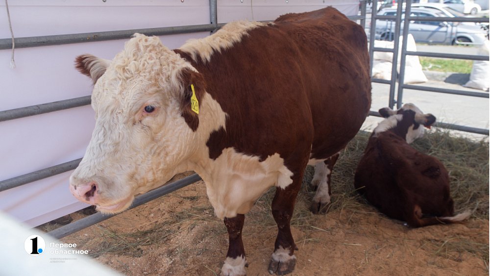 В Челябинской области увеличилось производство молока в фермерских хозяйствах