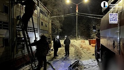 На трассе застряли фуры с коровами